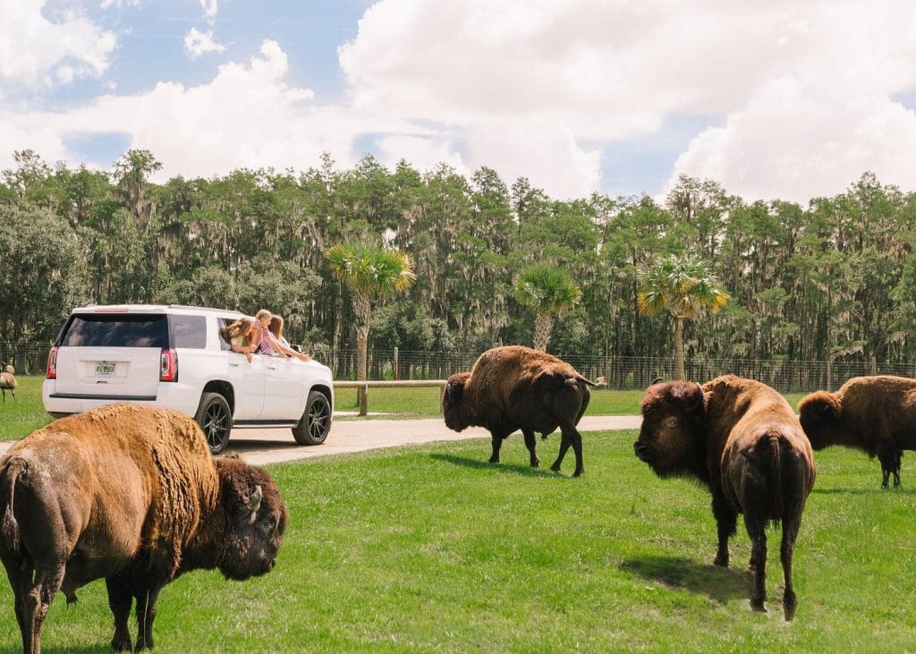 Wild Florida Drive-Thru Safari and Gator Park Admission