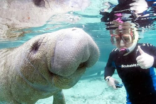 3hr Manatee Swim Tour