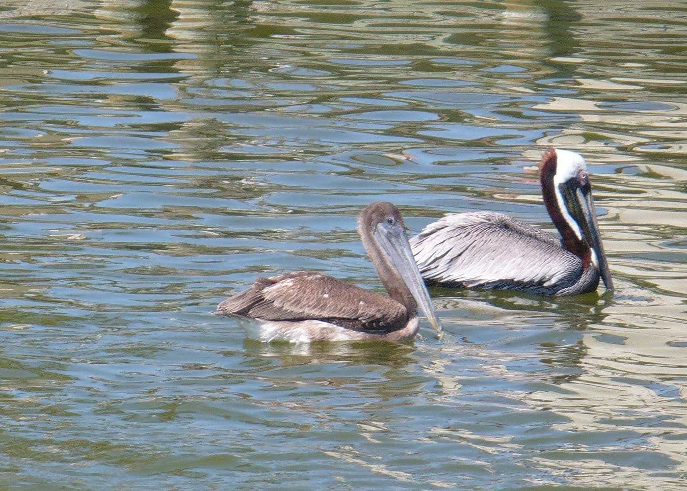 Cocoa Beach Dolphin and Wildlife Tour-1 Cocoa Beach Dolphin and Wildlife Tour-1