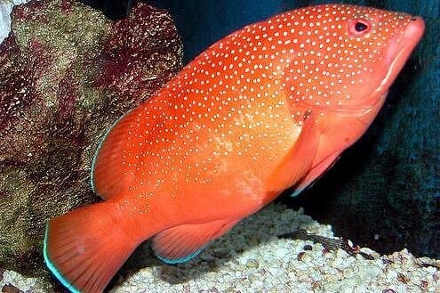 Key West Aquarium Admission-1 Key West Aquarium Admission-1