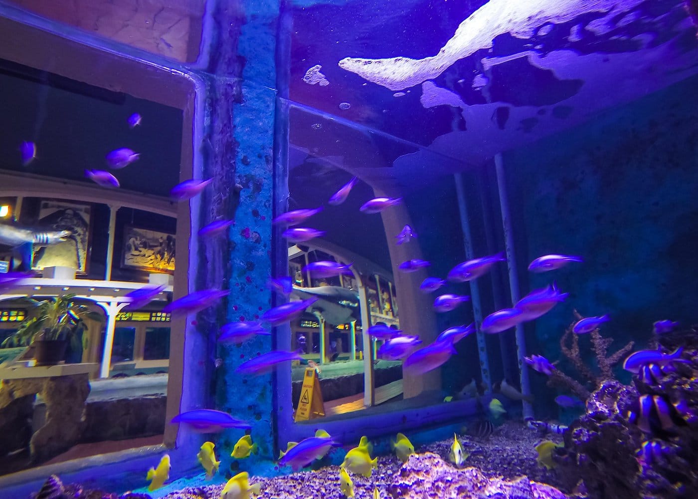 Key West Aquarium Admission-2 Key West Aquarium Admission-2