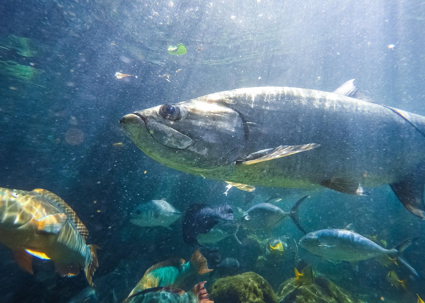 Key West Aquarium Admission-3 Key West Aquarium Admission-3