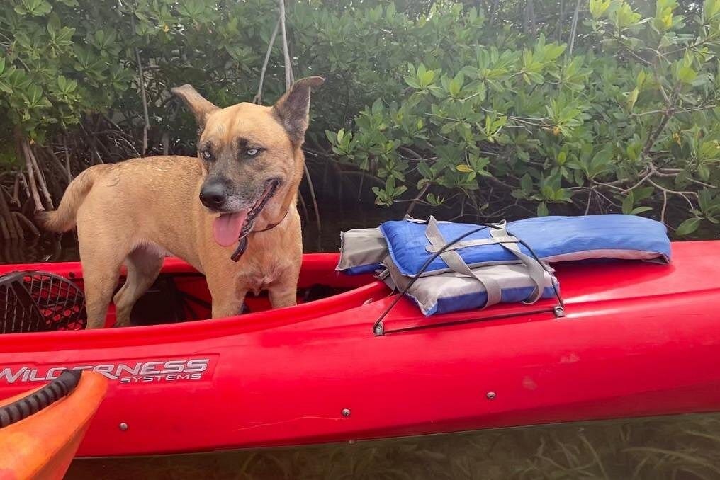 Key West Mangrove Kayak Eco Tour-2 Key West Mangrove Kayak Eco Tour-2