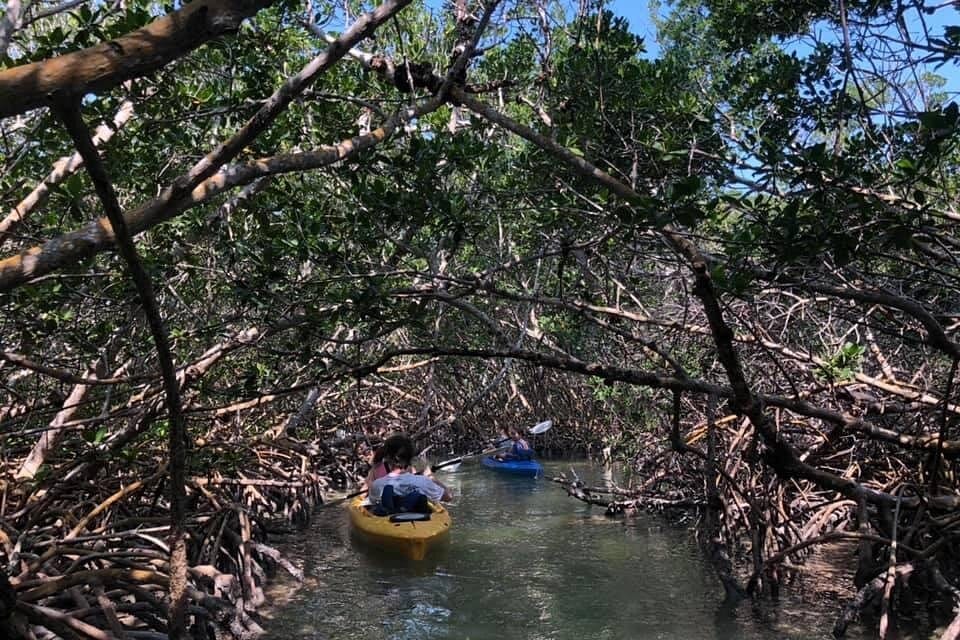 Key West Mangrove Kayak Eco Tour-3 Key West Mangrove Kayak Eco Tour-3