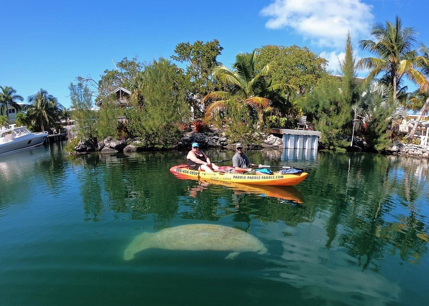 Mangroves and Manatees - Guided Kayak Eco Tour