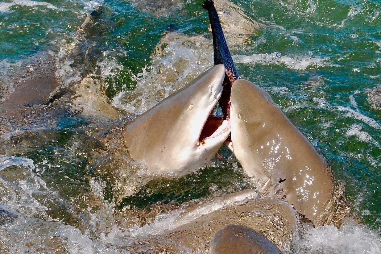 Shark and Wildlife Viewing Adventure in Key West-1 Shark and Wildlife Viewing Adventure in Key West-1