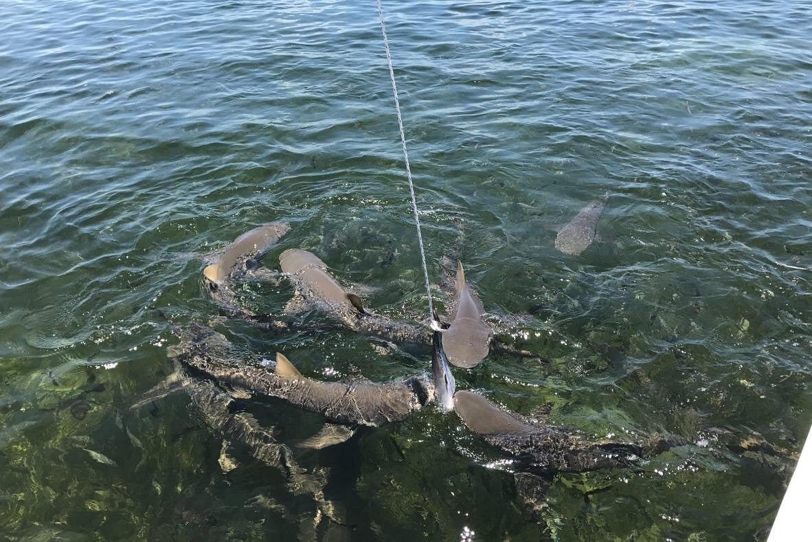Shark and Wildlife Viewing Adventure in Key West-2
