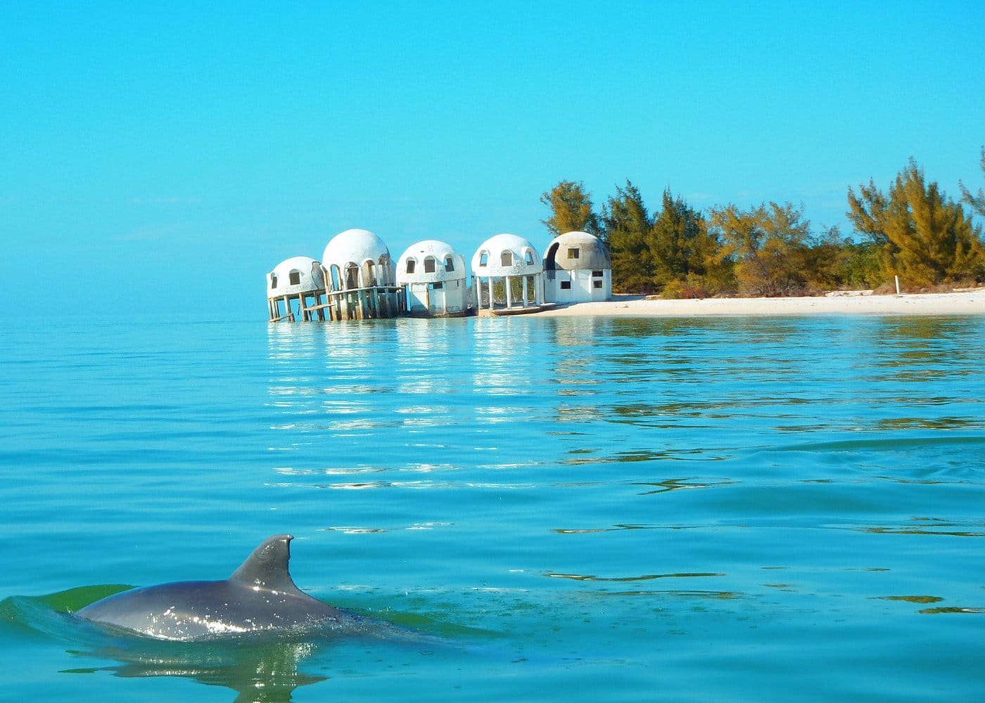 Avi's Premium Dolphin Tour by Jet Ski-1