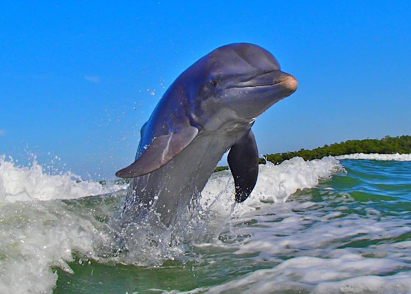 Avi's Premium Dolphin Tour by Jet Ski-3