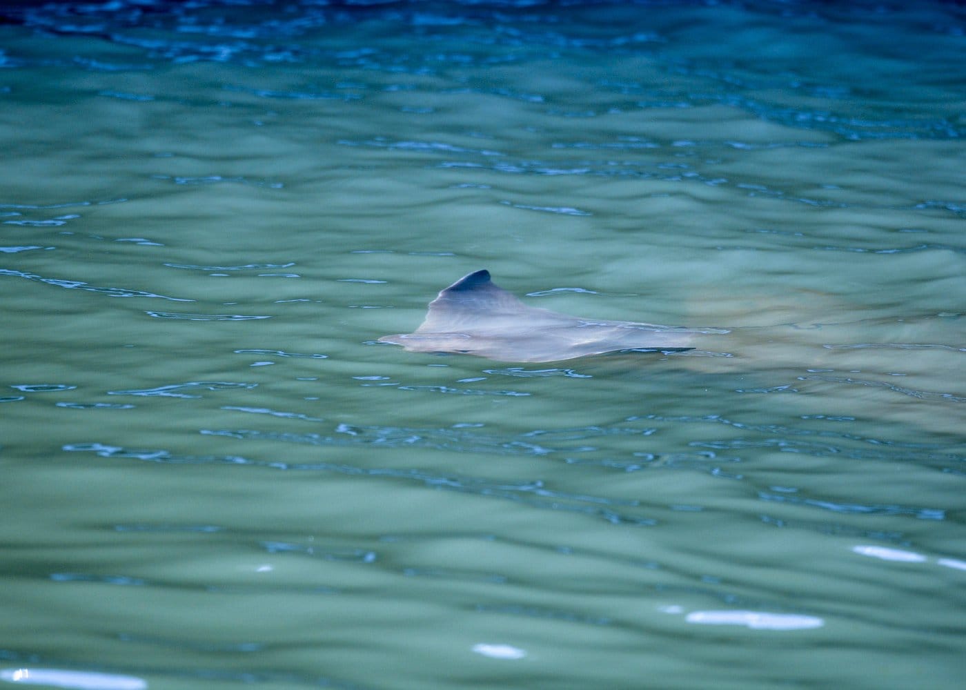 Dolphin Watch Eco Shelling Cruise to Keewaydin Island-2