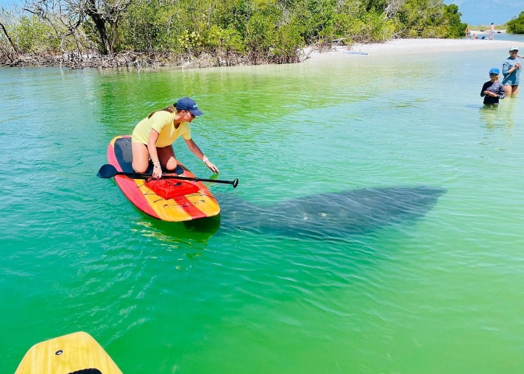 Dolphin and Manatee Adventure Tour of Fort Myers-1