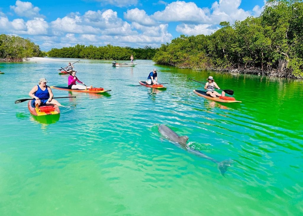Dolphin and Manatee Adventure Tour of Fort Myers