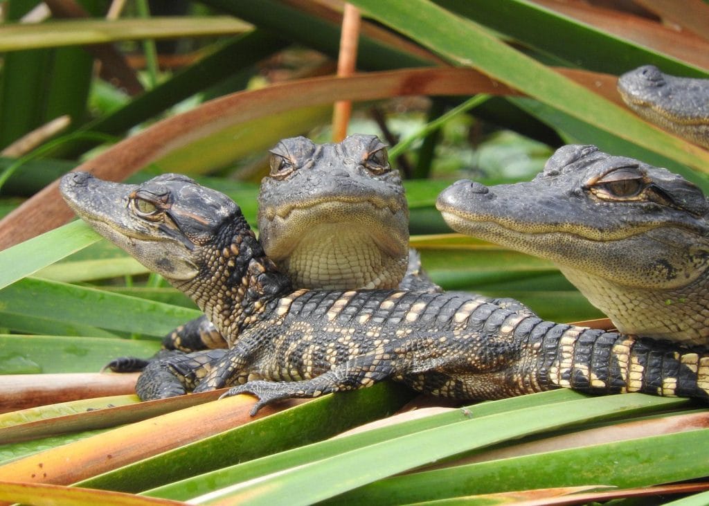 Everglades Day Safari from Fort Myers:Naples Area-2