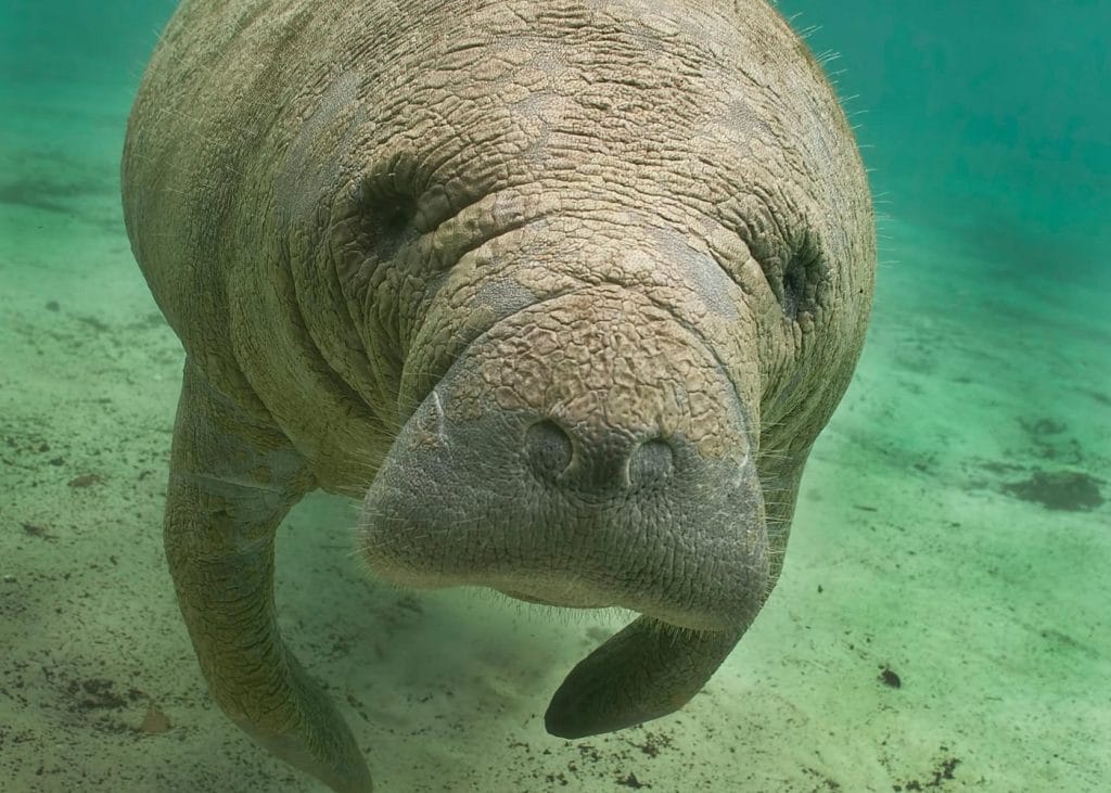 Manatee Sightseeing and Wildlife Boat Tour
