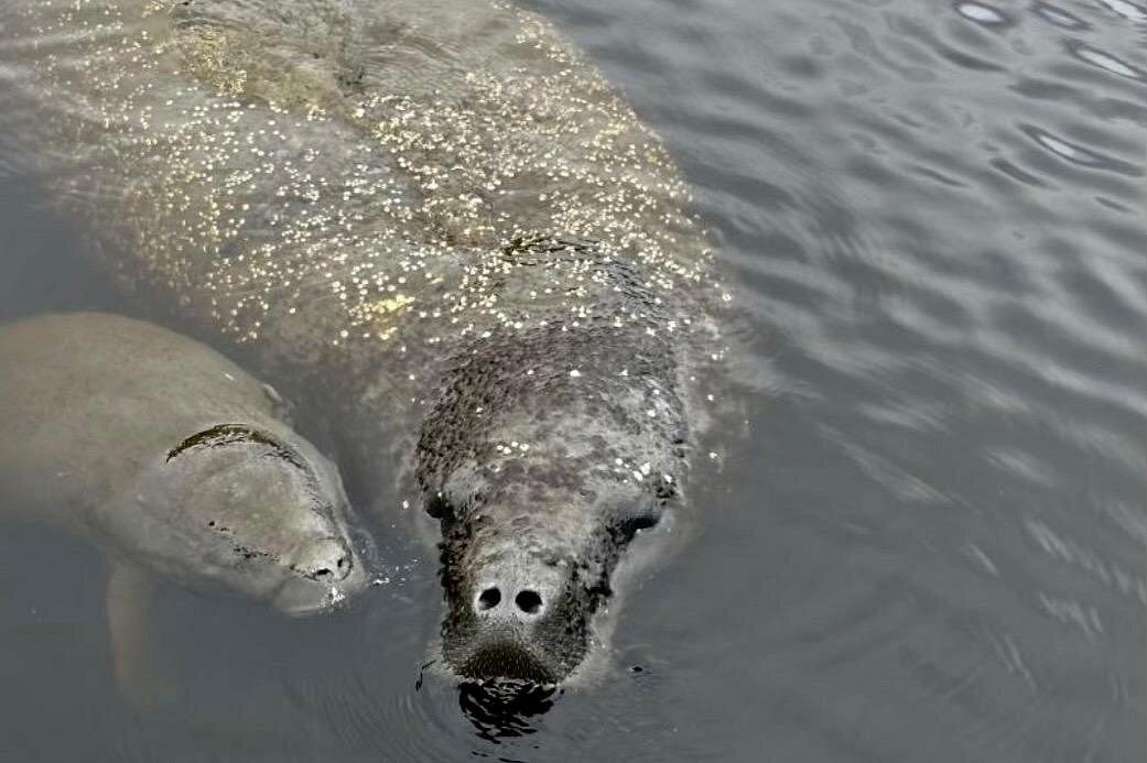 Manatee Sightseeing and Wildlife Boat Tour-2