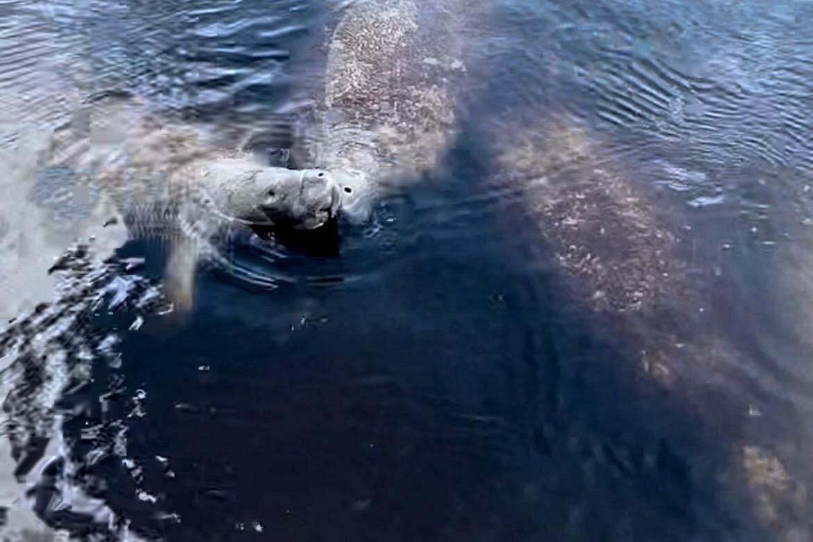 Manatee Sightseeing and Wildlife Boat Tour-4