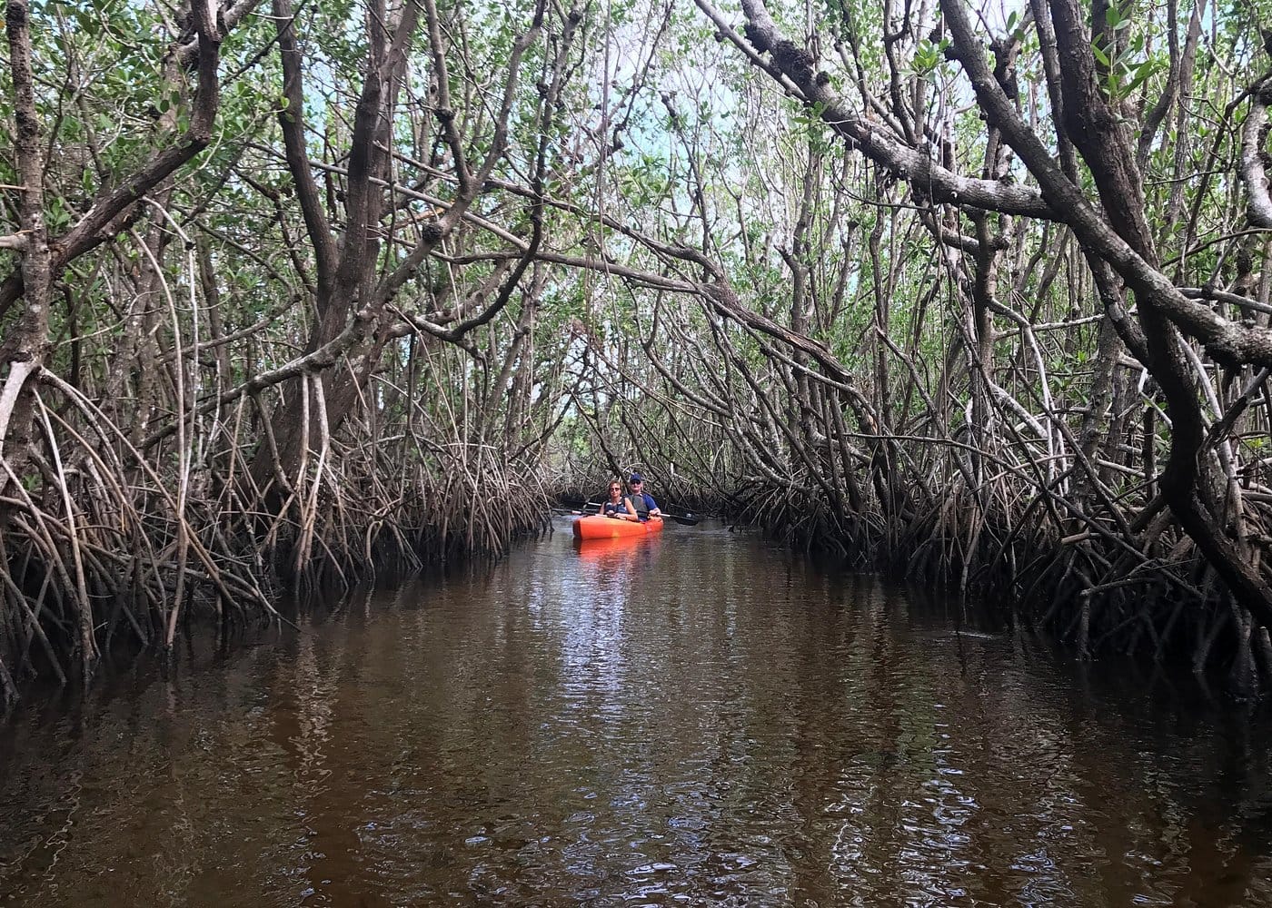 Manatees and Mangrove Tunnels Small Group Kayak Tour-4