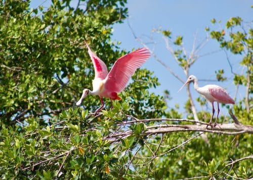 Manatees and Mangrove Tunnels Small Group Kayak Tour