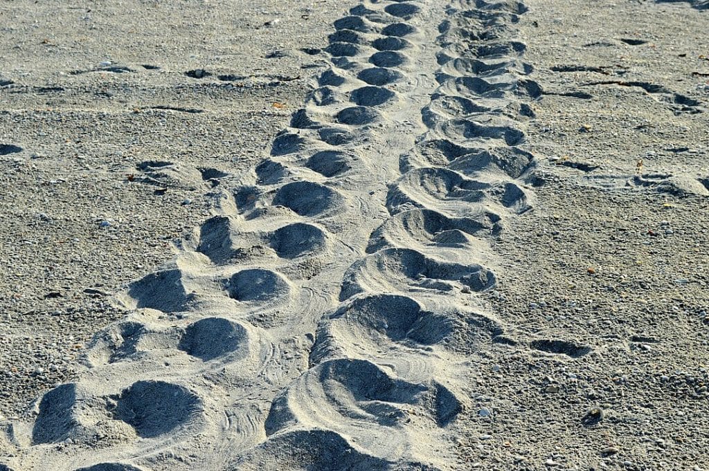 Loggerhead turtle track Sanibel Island