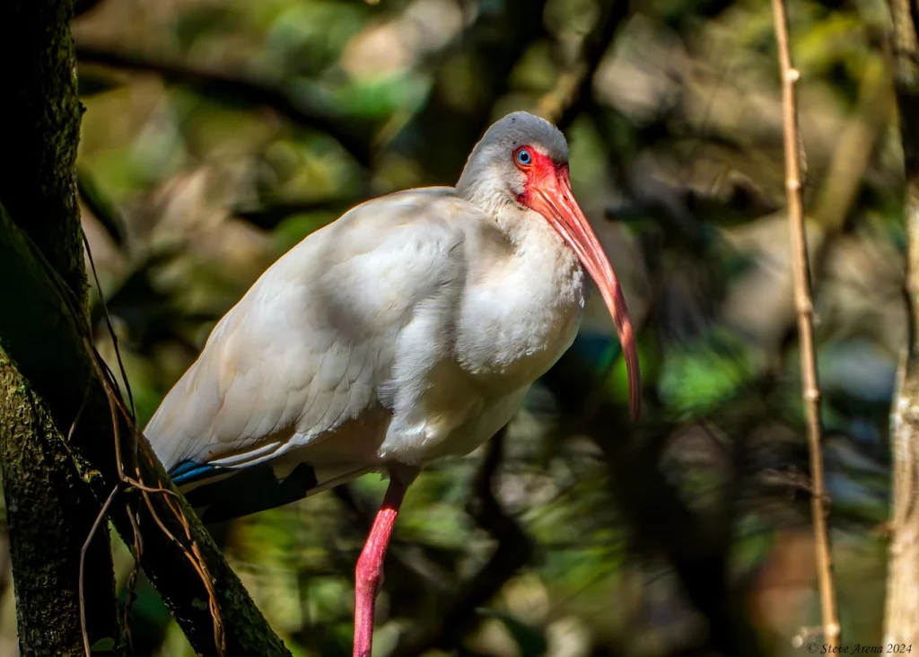 J.N. Ding Darling National Wildlife Refuge-1