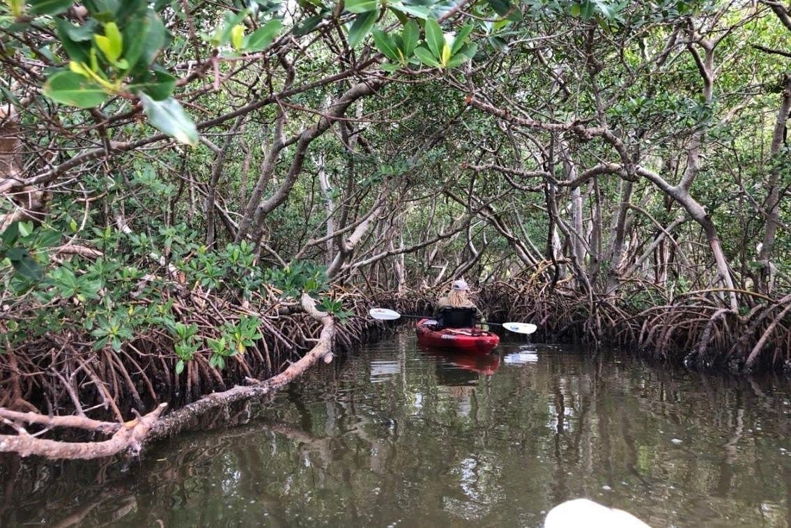 Sarasota Guided Mangrove Tunnel Kayak Tour