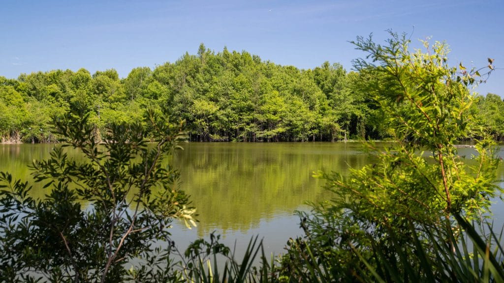 Six Mile Cypress Slough Preserve Tours