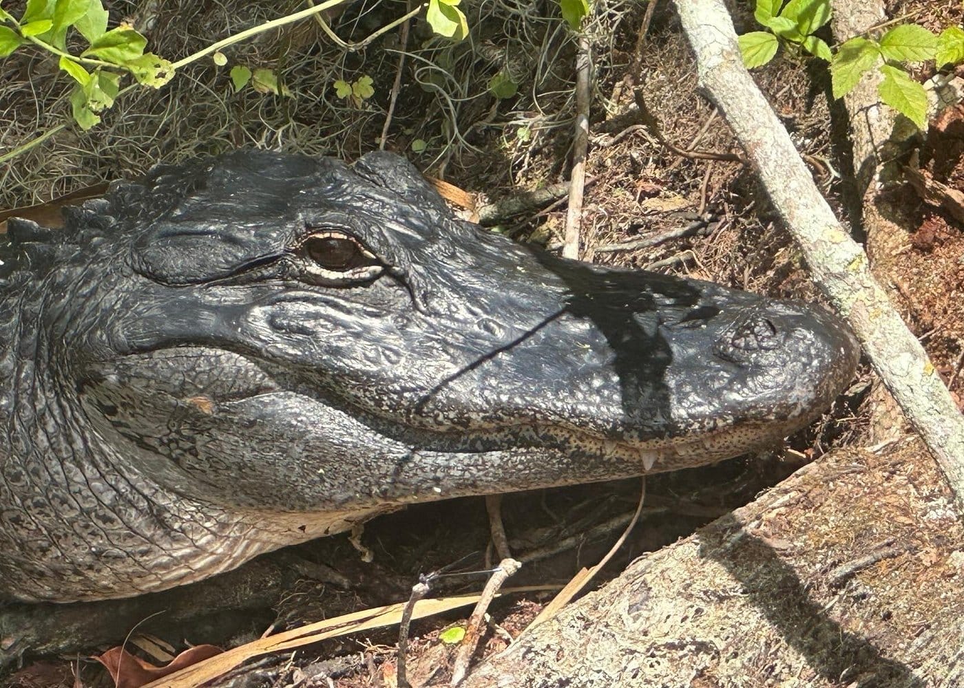 Gator Viewing Clear Kayak Springs Tour-3 Gator Viewing Clear Kayak Springs Tour-3