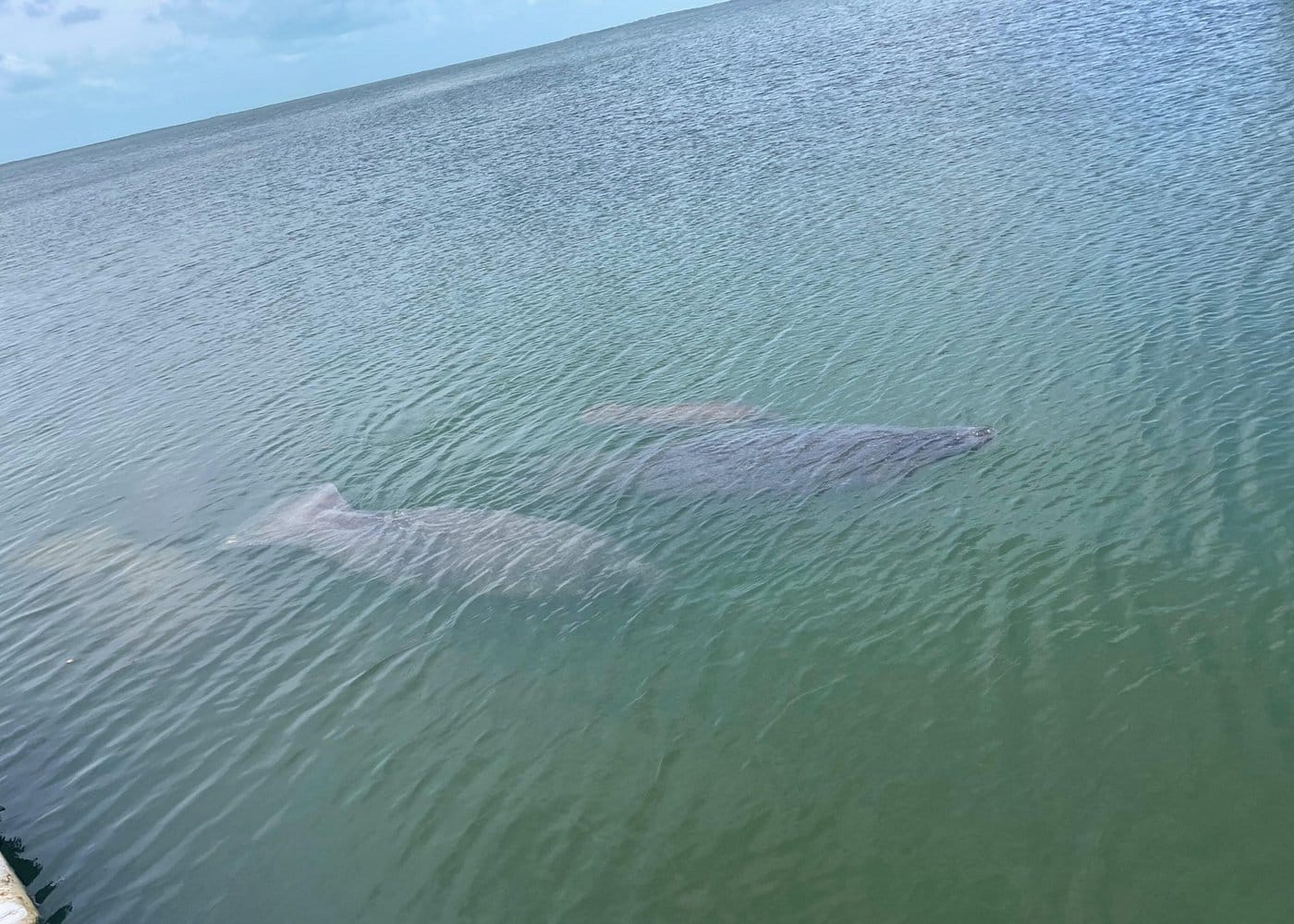 Key Largo Bay Dolphin Sunset Tour-2 Key Largo Bay Dolphin Sunset Tour-2