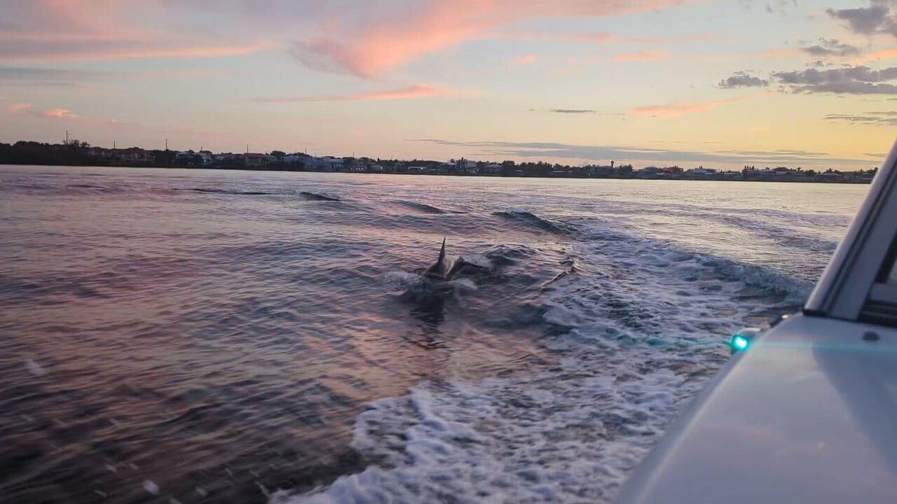 Key Largo Bay Dolphin Sunset Tour-3 Key Largo Bay Dolphin Sunset Tour-3