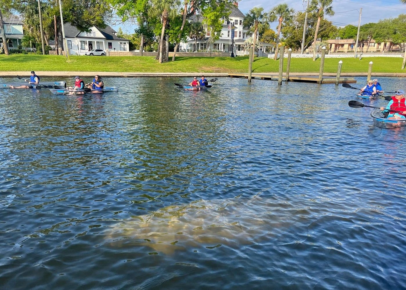 Manatee Season Clear Kayak Tour of Tarpon Springs