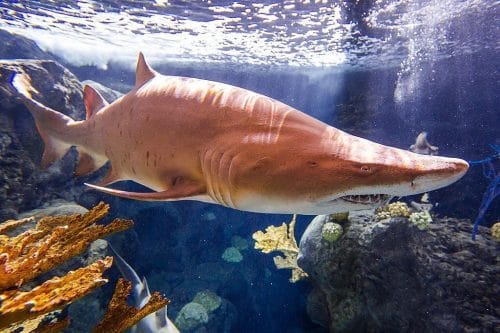 Tampa's ZooQuarium Admission