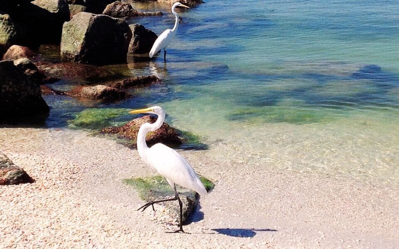 Treasure Island Treasure Island