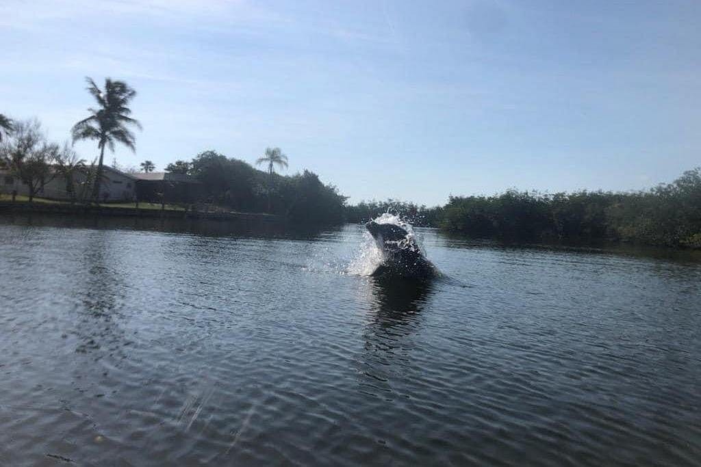 Manatee and Dolphin Kayak Tour-1