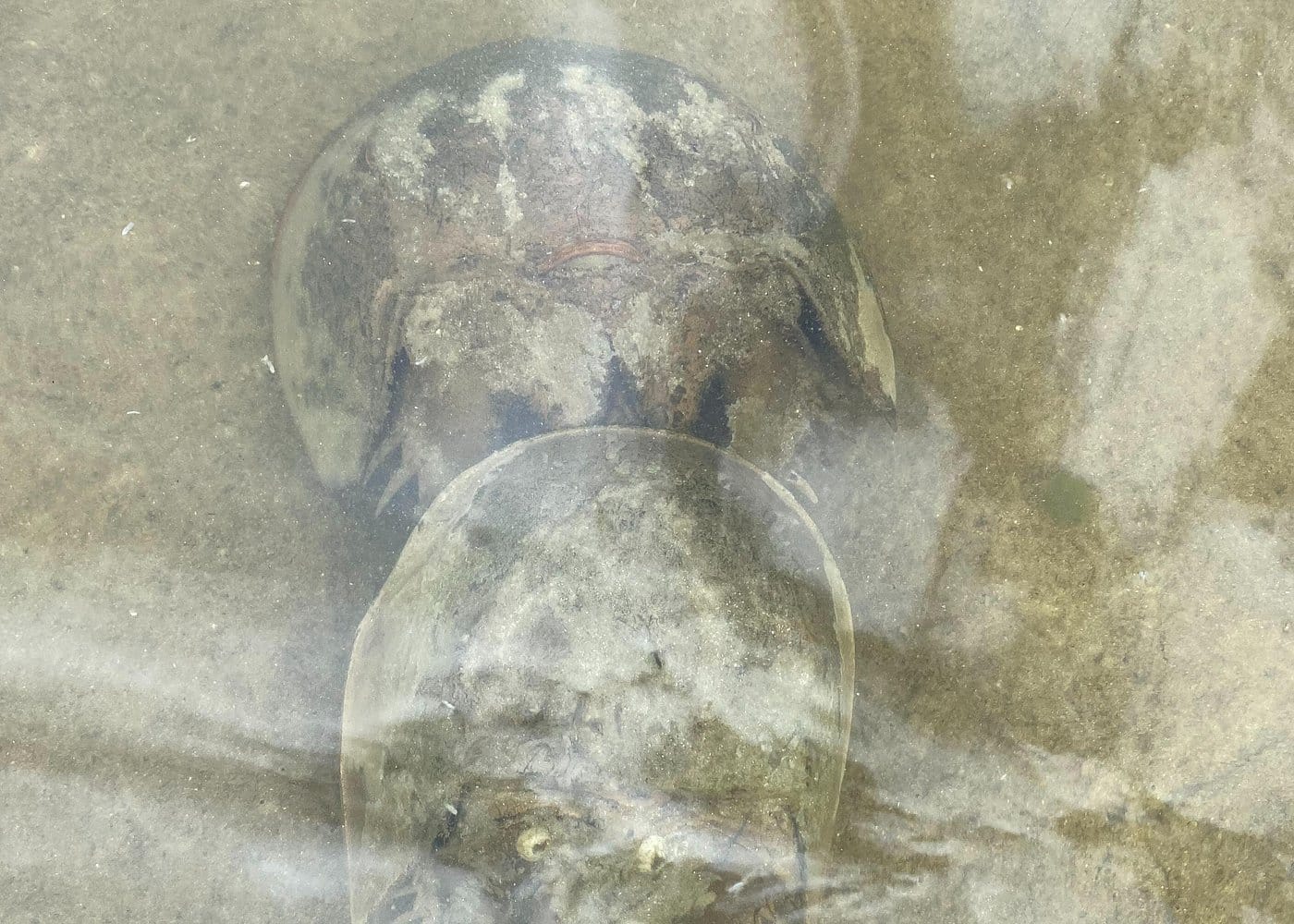 Manatee and Dolphin Kayak Tour-2