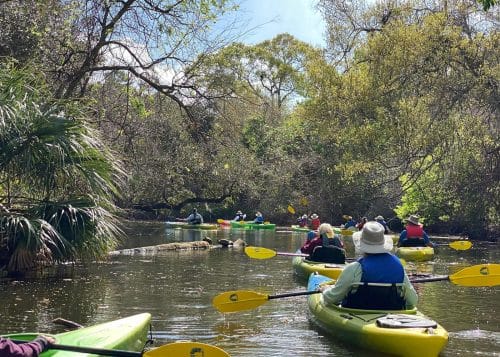 Manatee and Dolphin Kayak Tour