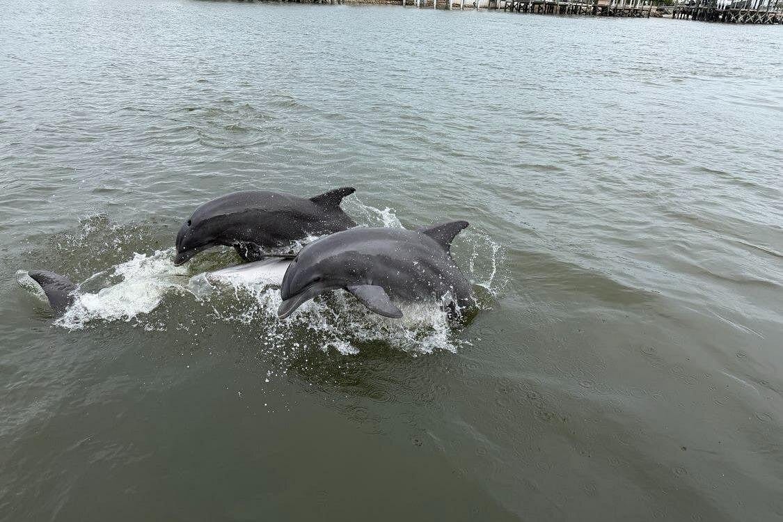 Dolphin and Wildlife Adventure of St. Augustine-1