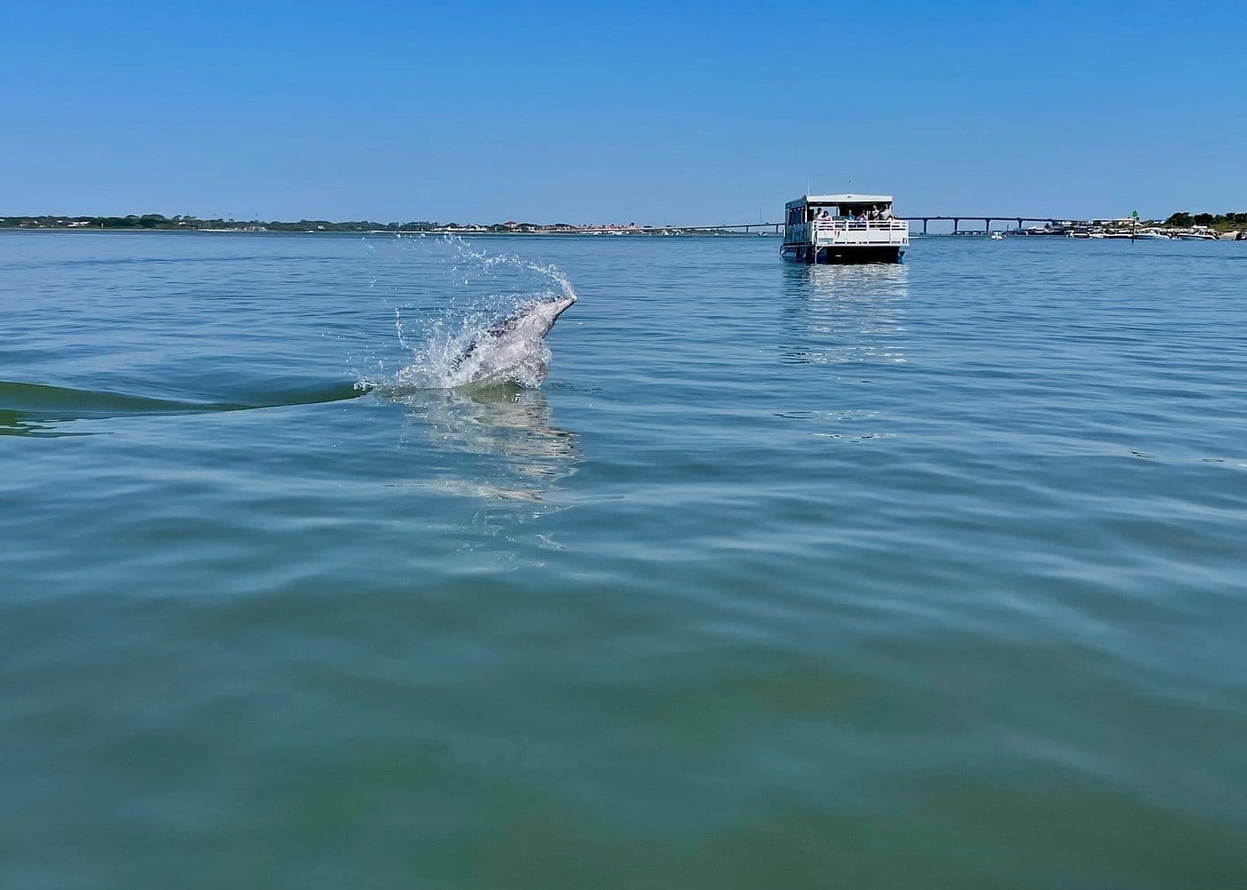 Dolphin and Wildlife Adventure of St. Augustine-2
