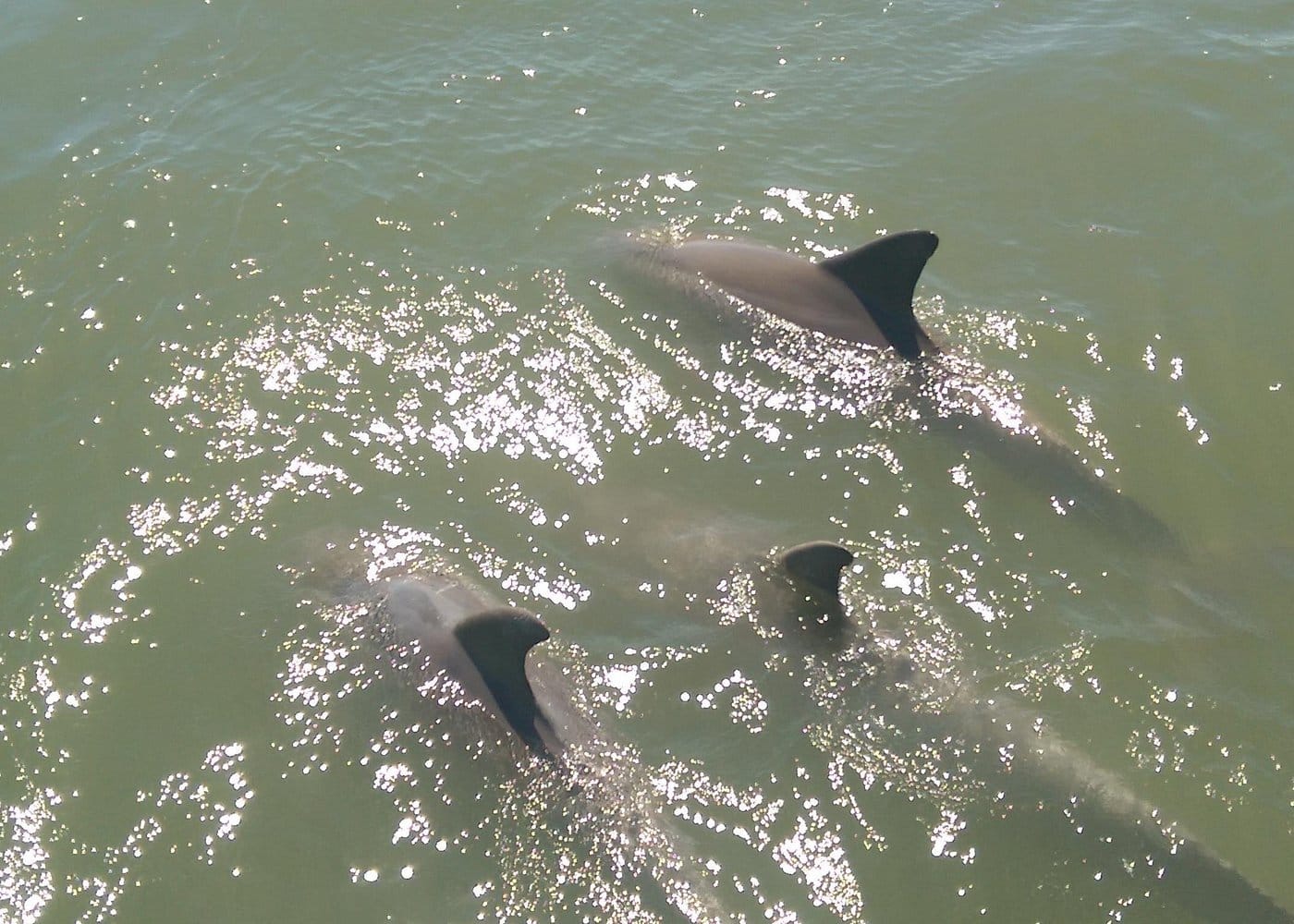 Dolphin and Wildlife Adventure of St. Augustine-4