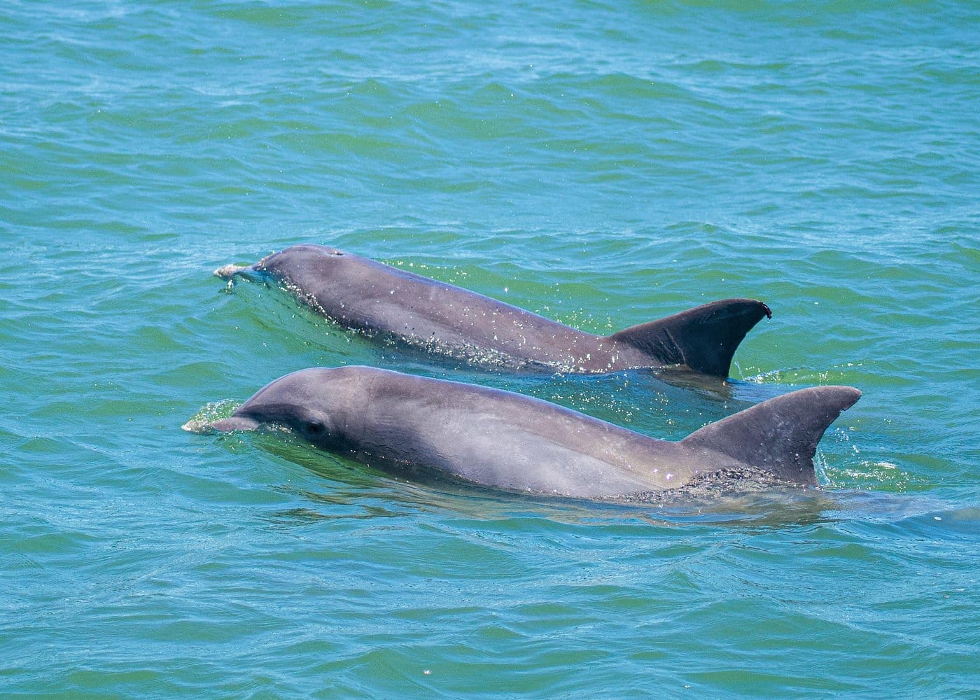 Dolphin and Wildlife Adventure of St. Augustine