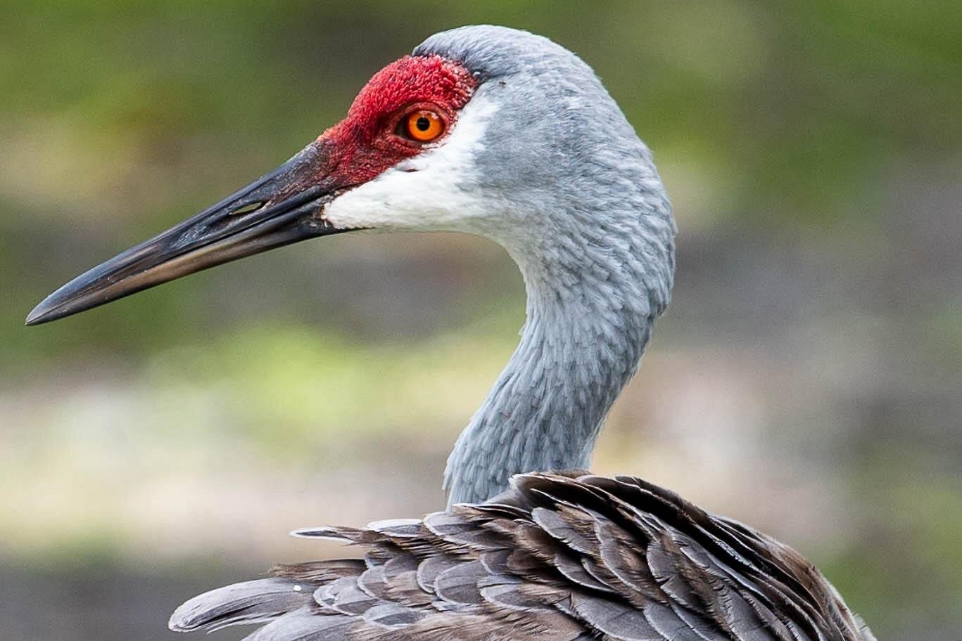 National Park Pedal Kayak Tours in New Smyrna Beach