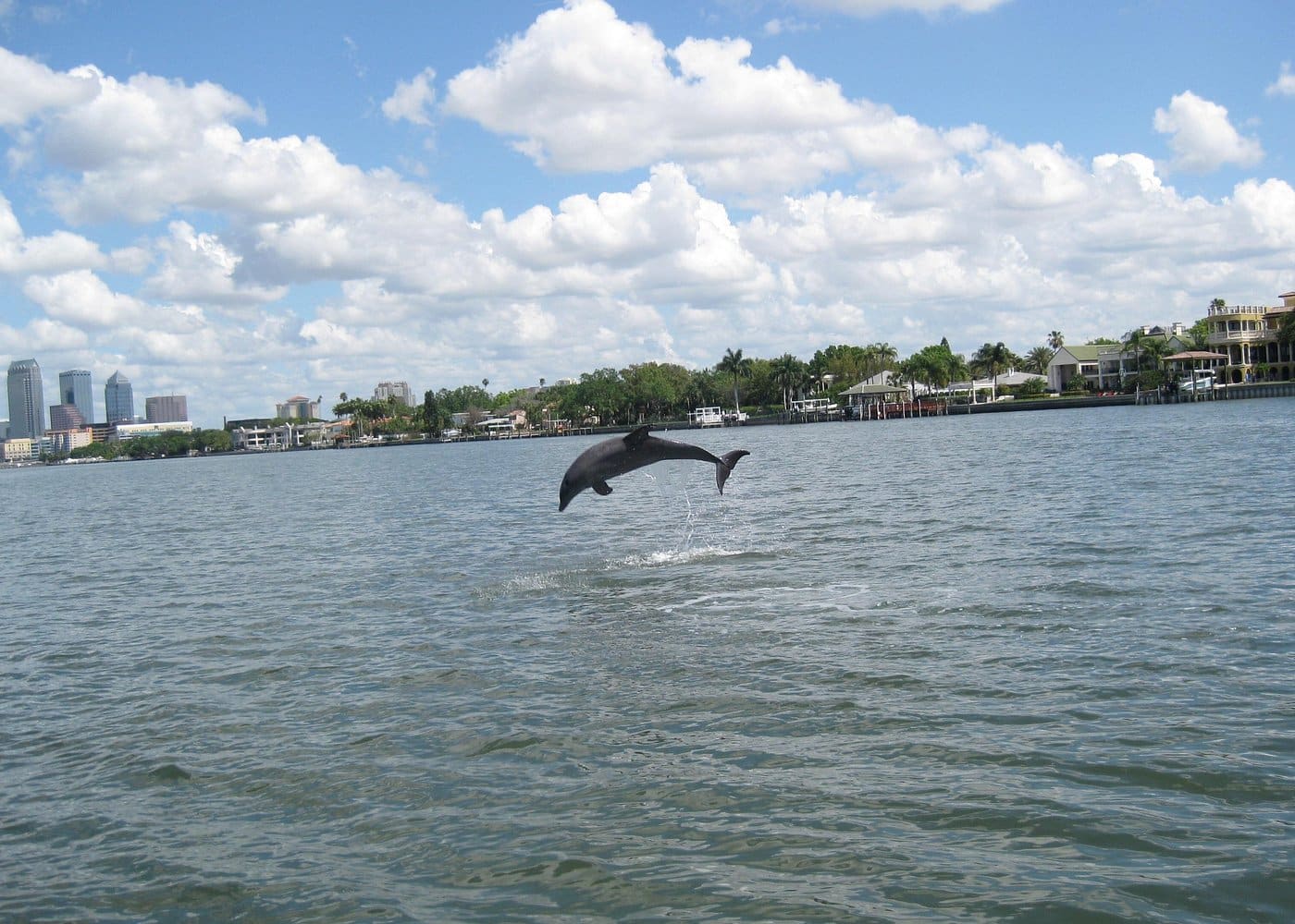 Dolphin Sightseeing Cruise from Tampa-3 Dolphin Sightseeing Cruise from Tampa-3