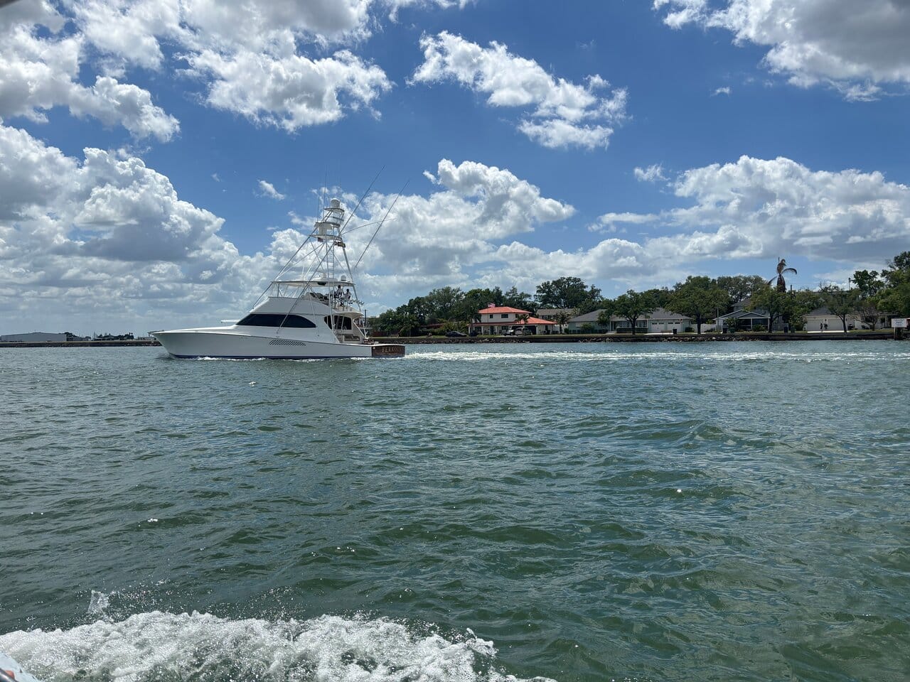 Dolphin Sightseeing Cruise from Tampa-4 Dolphin Sightseeing Cruise from Tampa-4