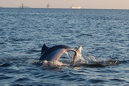 Dolphin Sightseeing Cruise from Tampa