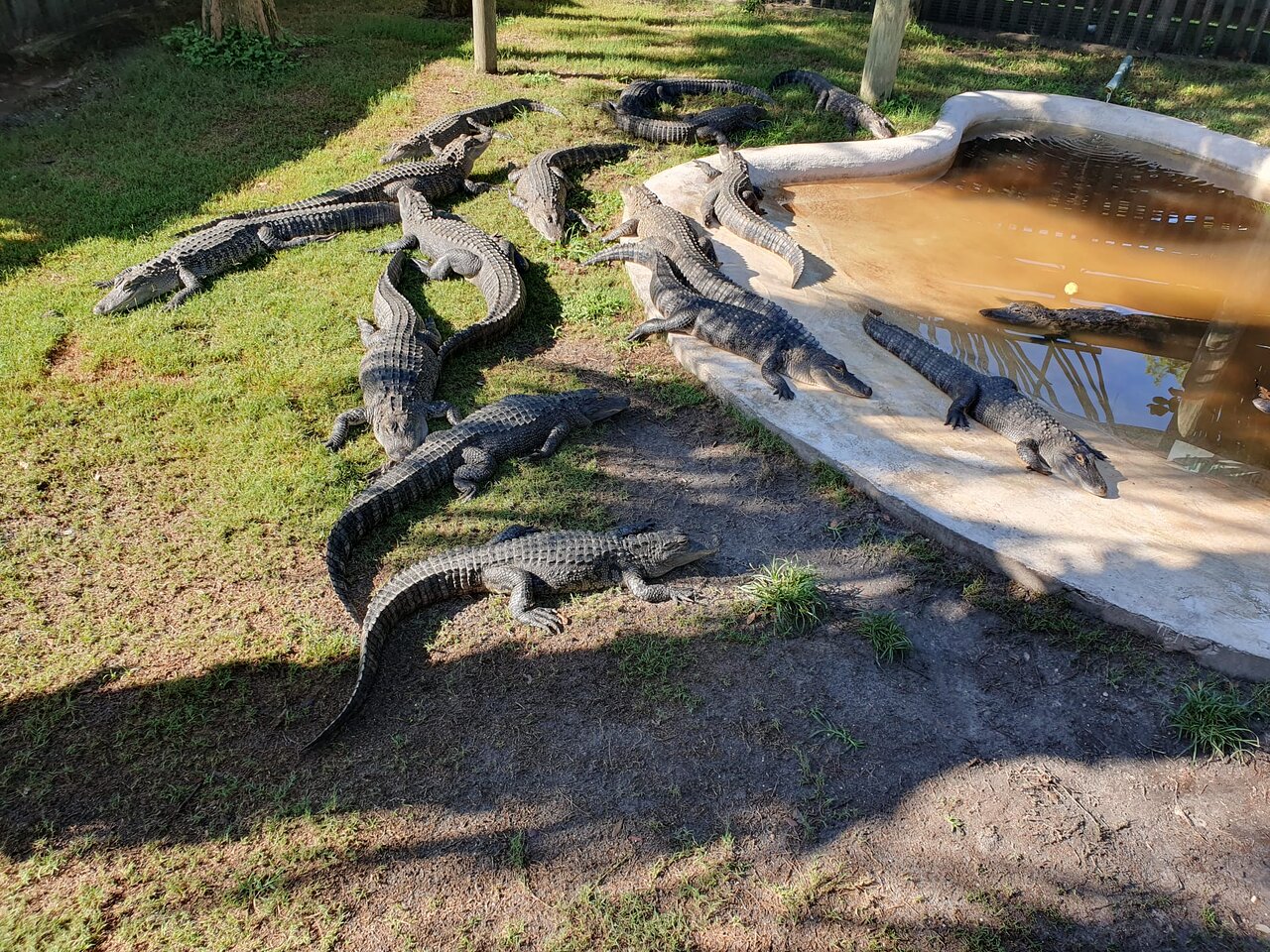 Central Florida Everglades Airboat Tour from Orlando with Pickup-3 Central Florida Everglades Airboat Tour from Orlando with Pickup-3