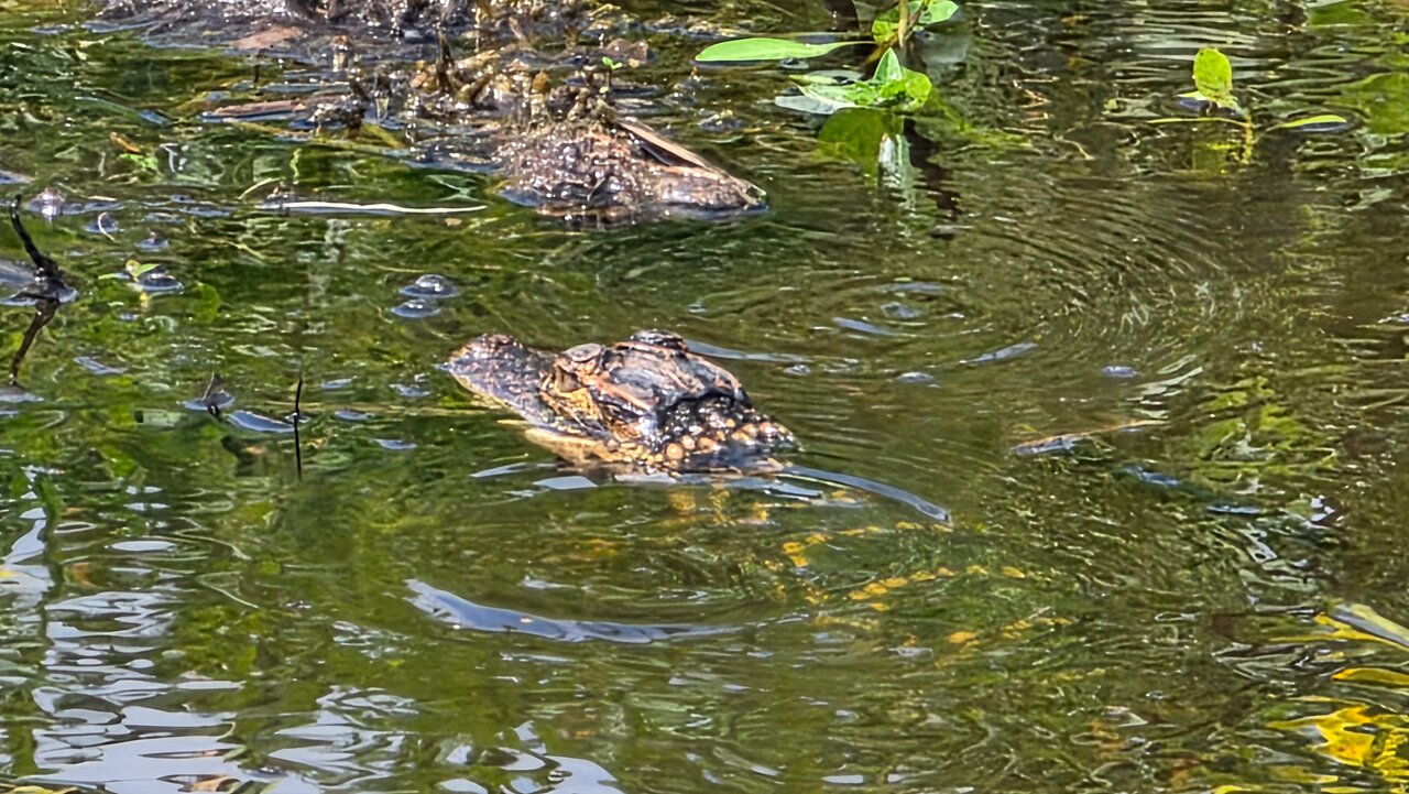 Central Florida Everglades Airboat Tour from Orlando with Pickup-4 Central Florida Everglades Airboat Tour from Orlando with Pickup-4