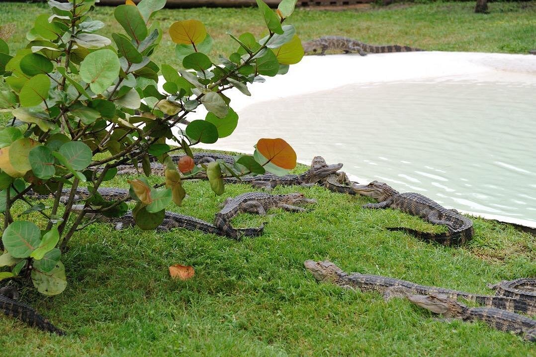 One Hour Airboat Ride Near Orlando-3 One Hour Airboat Ride Near Orlando-3