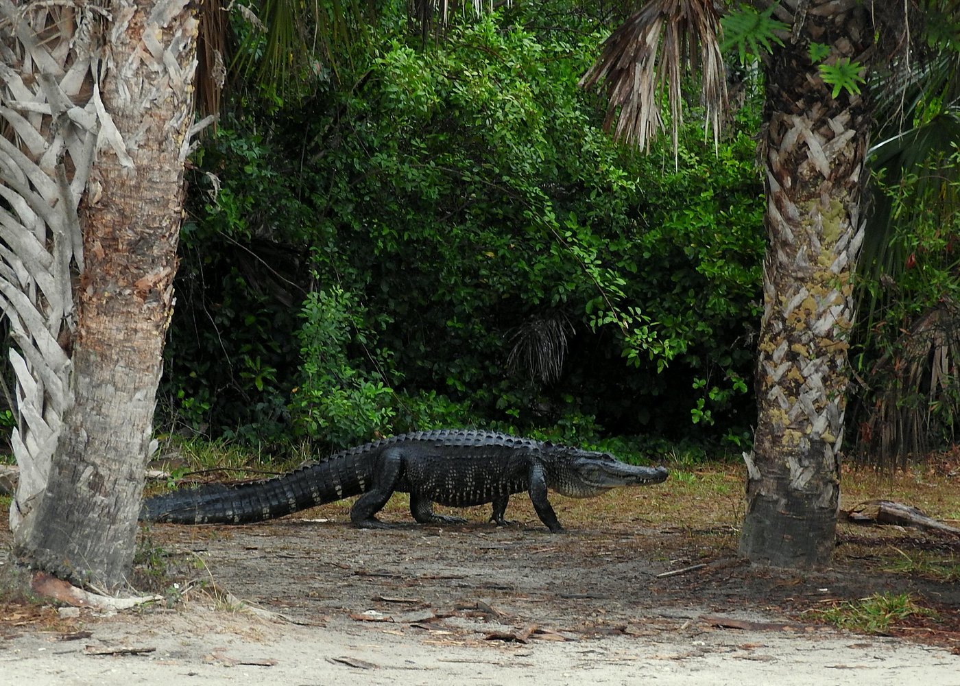 Everglades Day Safari from Ft Lauderdale