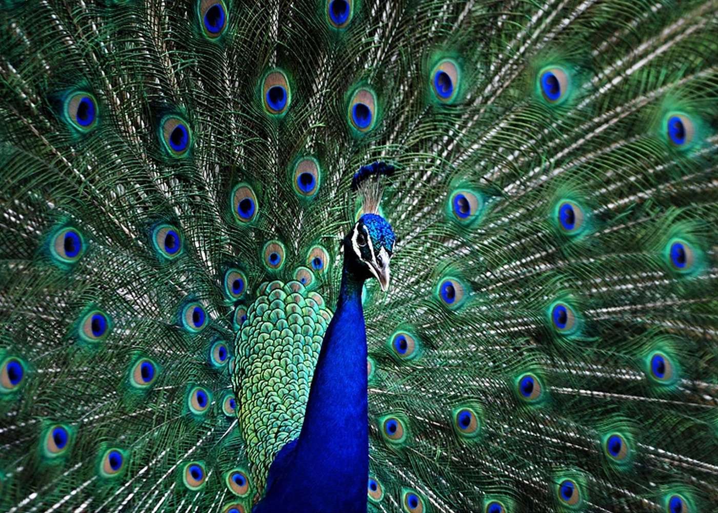 Flamingo Gardens Admission Ticket in Fort Lauderdale-3 Flamingo Gardens Admission Ticket in Fort Lauderdale-3