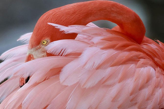 Flamingo gardens admission ticket in fort lauderdale